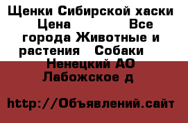 Щенки Сибирской хаски › Цена ­ 18 000 - Все города Животные и растения » Собаки   . Ненецкий АО,Лабожское д.